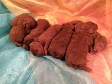 Extremely Dark Red Mini Goldendoodle Puppies for Sale Near the Middle of Illinois, Wisconsin, Iowa, and Minnesota!